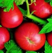 Marizol Purple Tomato TM222-10