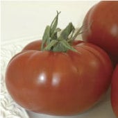Marmara Tomato TM568-10