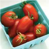 Marzinera tomato TM833-10