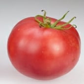 Micado Violettor Tomato  TM359-20