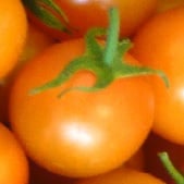 Mini Orange Tomato TM778-10 