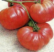 Mr Underwood's Pink German Giant Tomato Seeds TM686-20_Base