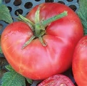 New Big Dwarf Tomato Seeds TM623-20_Base