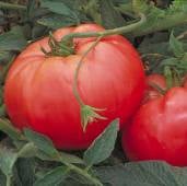 Olena Ukrainian Tomato Seeds TM342-20_Base