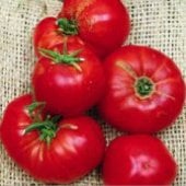 Omar's Lebanese Tomato TM233-20