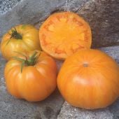 Orange Jazz Tomato TM841-10