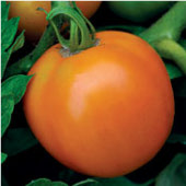 Orange Queen Tomato TM360-20_Base