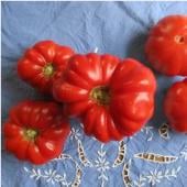 Pantano Romanesco Tomato TM710-10
