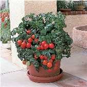 Patio Tomato TM103-20