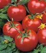Pearson Improved Tomato TM354-10