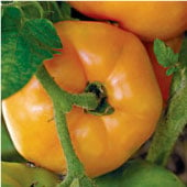 Persimmon Tomato Seeds TM165-20_Base