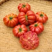 Petrillo Tomato TM935-20