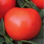 Phoenix Tomato Seeds TM902-10_Base