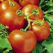 Pilgrim Tomato TM487-20