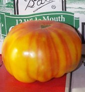 Pineapple Golden Tomato TM106-20