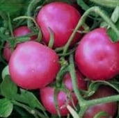 Pink Ping Pong Tomato TM628-10