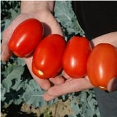 Plum Regal Tomato Seeds TM804-10_Base