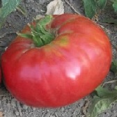 Polish Giant Tomato TM109-10_Base