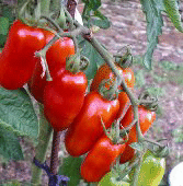 Pompeii Tomato Seeds TM158-10_Base