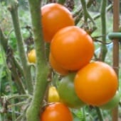 Prize of the Trials Tomato Seeds TM512-10_Base