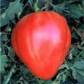 Red Oxheart Tomato TM598-20_Base
