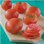 Red Pride Tomato TM892-20