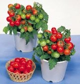 Container Tomato