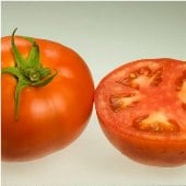 Red Rocket Tomato Seeds TM631-10_Base