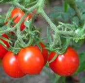 Riesentraube Tomato Seeds TM300-20_Base