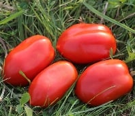 Royal Chico Tomato TM428-20
