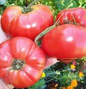 Royal Hillbilly Tomato TM682-10
