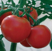 Rutgers Improved Tomato TM269-20