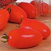 Tomato - S