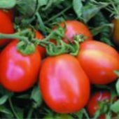 Saucey Tomato Seeds TM541-20_Base