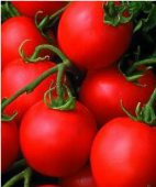 Sausalito Tomato TM212-10