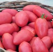 Sheboygan Tomato TM575-20