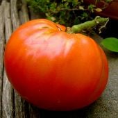 Shilling Giant Tomato TM700-10