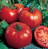 Siberian Tomato TM123-20