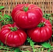 Soldacki Tomato TM156-20_Base