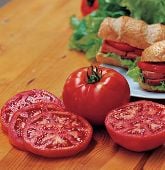 Steak Sandwich Tomato Seeds TM768-10_Base