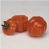 PM - Powdery Mildew Resistant Tomatoes