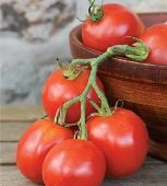 Stupice Tomato TM471-20