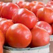 Summer Pick Tomato TM849-20_Base