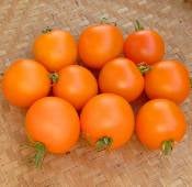 Sungella Tomato TM558-10
