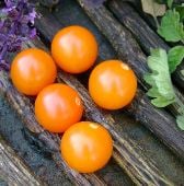 Sungold Tomato TM844-20