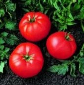 Super Bush Tomato TM253-10