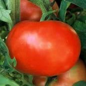 Supersonic Tomato TM637-20