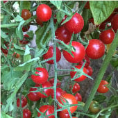 Sweet 100 Tomato Seeds TM665-20_Base