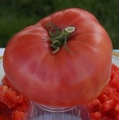 Tappy's Finest Tomato TM678-10