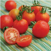 BR - Black Rot Resistant Tomatoes